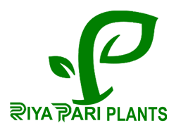 Riya Pari Plants